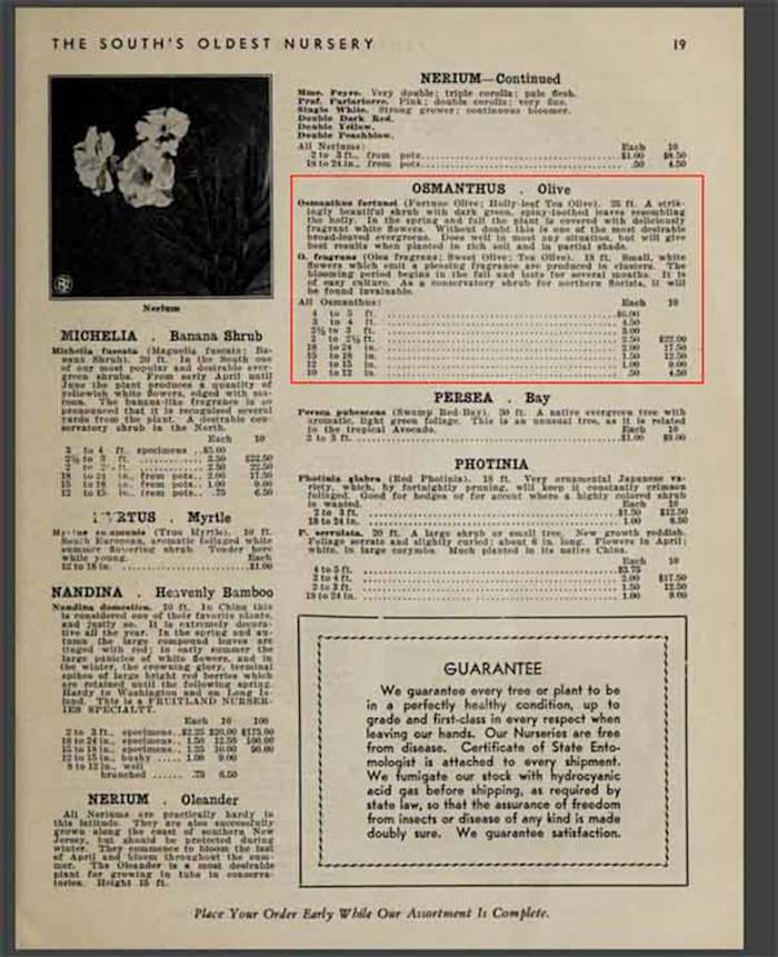 The public could order ornamental plantings from a catalog the nursery published each year. In this catalog, highlighted in red, is a listing of prices for Tea Olive trees.